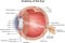 Anatomy of the Eye