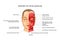 Anatomy of facial muscles