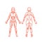 Anatomy of female muscular system, exercise and