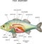 Anatomy of fish