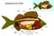 Anatomy of a fish. Fish internal organs.