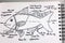 Anatomy of a fish sketchup