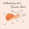 Anatomy of a garden snail. Vector design of instruction manual.