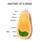 Anatomy of a grain. inside the seed.