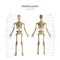 Anatomy guide of human skeleton with explanations. Anatomy didactic board of human bony system. Front and rear view.