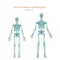 Anatomy guide. Male and female skeleton. Front view.