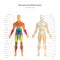 Anatomy guide. Male skeleton and muscles map with explanations. Front view.