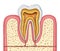 Anatomy of a healthy human tooth