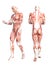 Anatomy healthy skinless human body muscle system