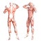 Anatomy healthy skinless human body muscle system