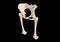 Anatomy of the hip. Human femur and pelvis, black background, 3d rendering  M