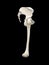 Anatomy of the hip. Human femur and pelvis, bones anatomy side view, black background, 3d rendering