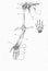 Anatomy of human arm and hand