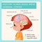 Anatomy human brain areas cerebral cortex with label