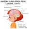 Anatomy human brain areas cerebral cortex with label