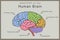 Anatomy of the Human Brain: Structure and Functions. Vector Illustration for Education. Study of Anatomy within the Fields of