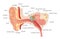 Anatomy of human ear infographic scheme vector flat illustration. Inner structure hearing mechanism