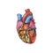 Anatomy of the Human Heart