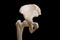 Anatomy of human hip joint and pelvis