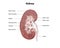 Anatomy Of The Human Kidney, cross section