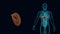 Anatomy of human liver with digestive organs in x-ray view 3d animation