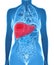 Anatomy of human liver in x-ray view