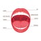 Anatomy human open mouth, medical diagram