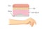 Anatomy of Human Skin layer and arm.