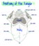 Anatomy of the human tongue