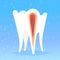 anatomy of human tooth structure nerve endings cross section for medical dental clinic dentist medicine dentistry