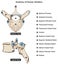 Anatomy of human vertebra structure infographic diagram