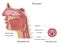 Anatomy of human voice box