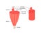 Anatomy inside muscle, structure fiber with tendon. Anatomical skeletal tissue infographic. Vector
