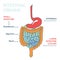 Anatomy of intestinal organs, Image of stomach, Medical abstract vector illustration