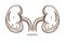 Anatomy kidneys internal organs pair isolated sketch