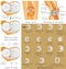 Anatomy of the Knee