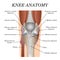 Anatomy of the knee joint front view, template for training a medical surgical poster