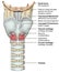 Anatomy of the larynx 3d medical  illustration on white background