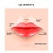 Anatomy of lips.