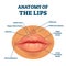 Anatomy of lips with detailed labeled parts description vector illustration