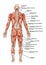 Anatomy of male muscular system