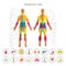 Anatomy of male muscular system. Front and rear view. Medical human organs icon set.