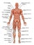 Anatomy of man muscular system