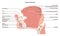 Anatomy of the mouth and tongue side view. Muscular organ with papillae