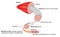 Anatomy of a muscle