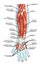 Anatomy of muscular system - hand, forearm, palm m
