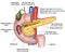 Anatomy pancreas 3d medical  illustration on white background