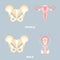 Anatomy of pelvic bone and male and female reproductive system, internal organs body part orthopedic, reproductive system