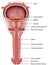 Anatomy penis, prostate and bladder, 3d medical vector illustration