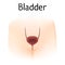 Anatomy picture of bladder. Realistic medical illustration. Woman body silhoutte